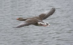 DSC_9285.jpg
