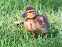 BabyDuck2.jpg