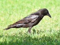 Crow.jpg