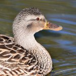 Duck.jpg