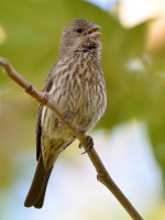 Sparrow3.jpg