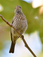Sparrow4.jpg