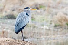 GBH Set-101.jpg