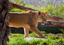 16 April 2016 - The Lioness #2.jpg