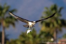 DSC_7970.jpg
