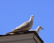 4-16-16-cr__D7K2905.jpg