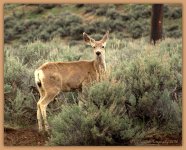 Deer in the Sagebrush 4-16-2016.jpg