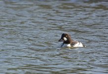 DSC_6638.jpg
