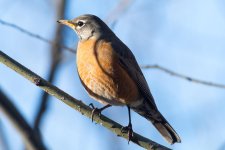 Robin-100.jpg