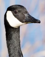 Goose Heads-100.jpg