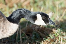 Goose Heads-101.jpg