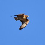 Hawk2.jpg