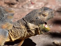 Turtle2.jpg