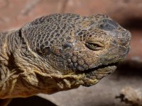 Turtle5.jpg