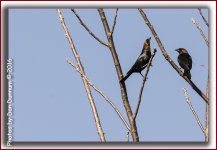 Afternoon Birds-5168-Edit.jpg