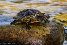 20160417-_D717051.jpg