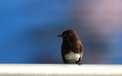 ROY_4563.JPG