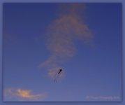 Kite and Cloud 4-17-2016.jpg