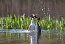 Grebes.jpg