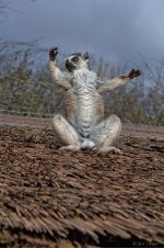Lemur.jpg