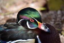 WoodDuck.jpg
