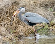HeronCatch-102.jpg