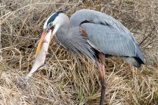 HeronCatch-103.jpg