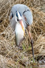 HeronCatch-104.jpg