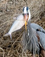 HeronCatch-105.jpg