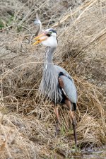 HeronCatch-106.jpg