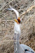 HeronCatch-107.jpg