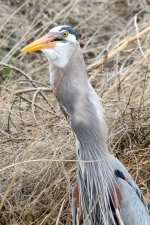 HeronCatch-108.jpg