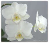 Three White Orchids 4-18-2016.jpg
