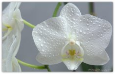 Whole White Orchid 4-18-2016.jpg