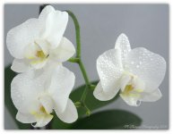 Three White Orchids #2 4-18-2016.jpg