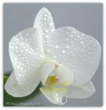 White Orchid Turned 4-18-2016.jpg