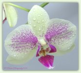 Purple and Cream Orchid 4-18-2016.jpg