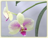 Two Purple and Cream Orchids 4-18-2016.jpg