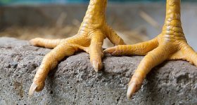 chickenfeet-800x430.jpg