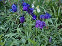 Fritillaries.jpg