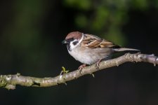 DSC_8828.jpg