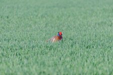 DSC_1603.jpg