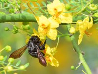 Bee.jpg