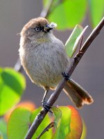 BushTit3.jpg