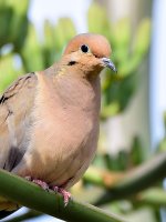 Dove3.jpg