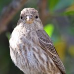 Finch.jpg