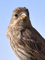 Finch10.jpg