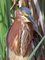 GreenHeron4.jpg