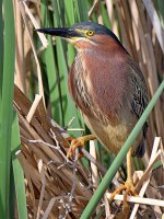 GreenHeron2.jpg