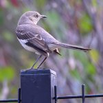 Mockingbird.jpg
